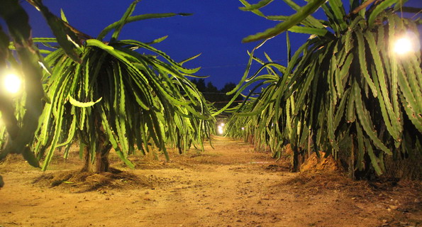 Dragon Fruit Farm at the night time