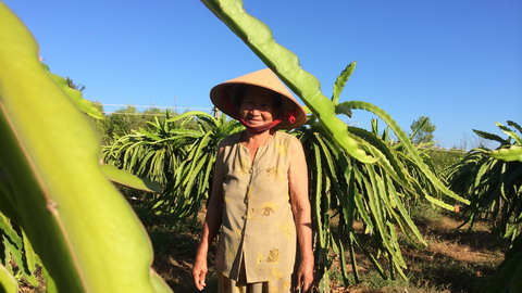 Vietnams dragon fruit farmer 